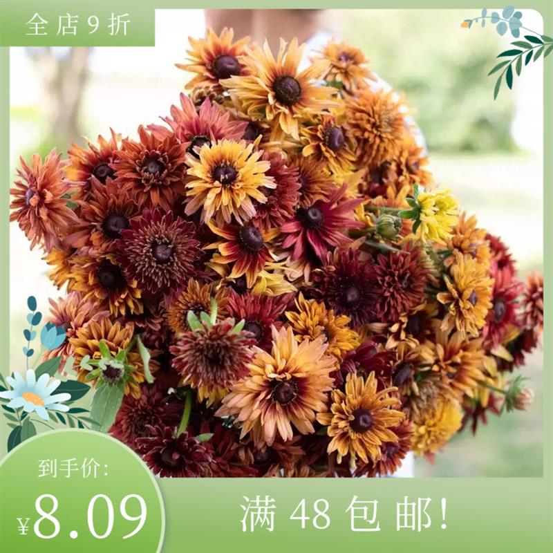 进口切花金光菊种子 撒哈拉 Sahara 新手耐热盆栽花卉图片