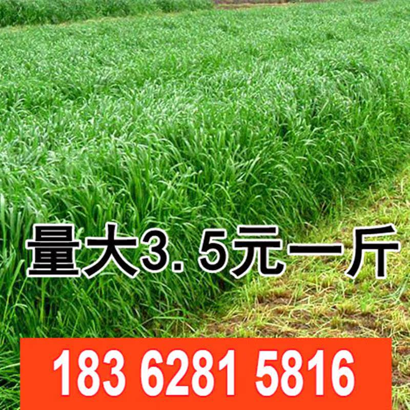冬牧70黑麦草种子 包邮 耐寒牧草种子 猪牛羊鸡鸭鱼兔通用草种,鲜花速递/花卉仿真/绿植园艺,家庭园艺种子,淘宝优惠券,粉丝福利购,淘宝优惠卷