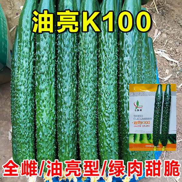 油亮K100强雌油亮型密刺绿肉黄瓜蔬菜种子春秋季夏季青瓜种孑