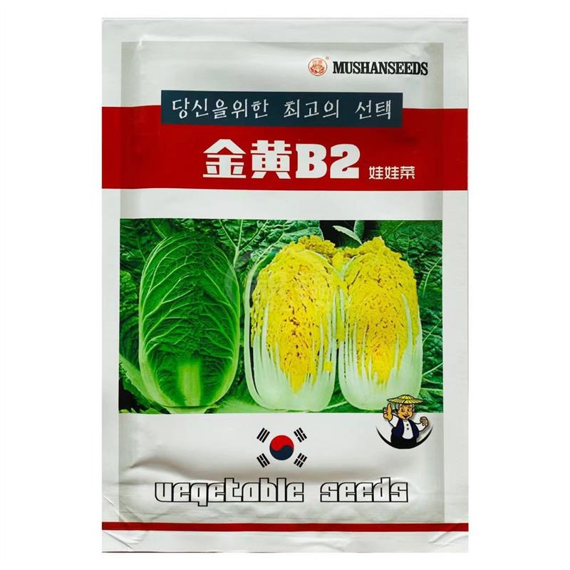 金黄B2娃娃菜种子韩国引进上汤娃娃菜黄心菜种籽春夏秋播种白菜孑