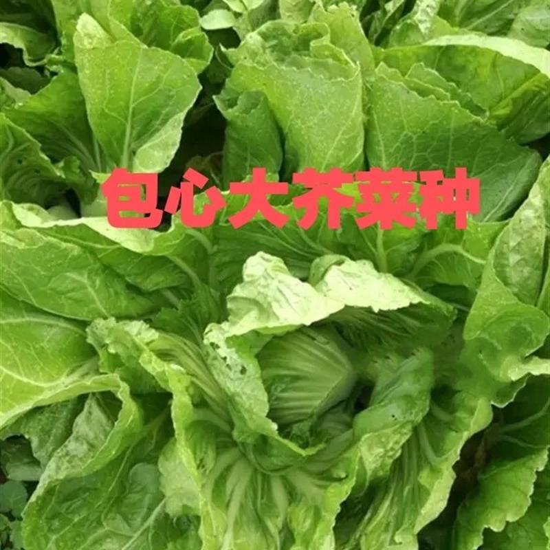 正宗包心芥菜种子高钙菜种籽庭院阳台盆栽四季播腌制酸菜大芥蔬菜