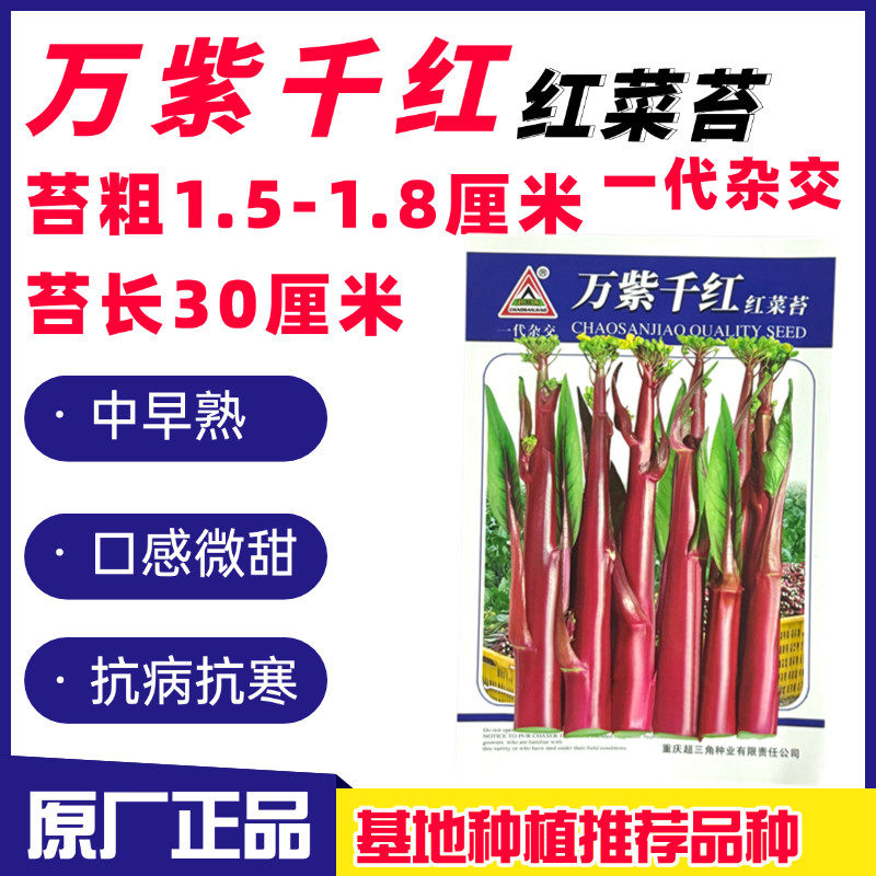 万紫千红红菜苔种子心洪