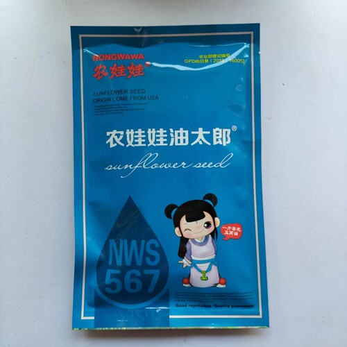 油太郎 NWS567向日葵种子高产耐旱抗倒伏适广性强抗病强向日葵种