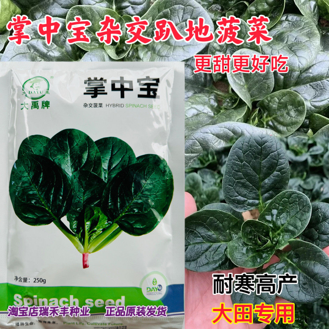 大禹牌掌中宝娃娃菠菜种