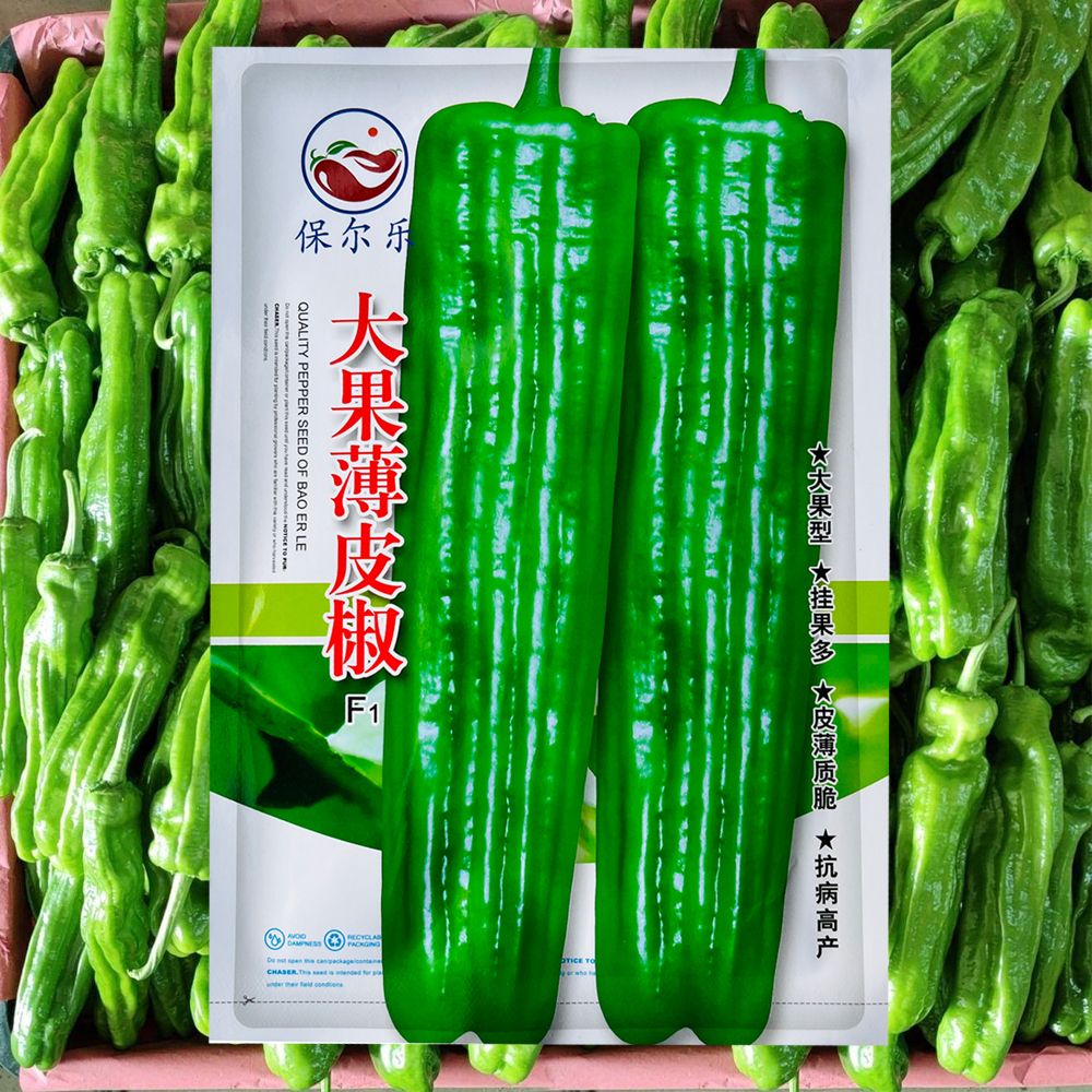 大果薄皮椒种子大果高产春秋播种微辣薄皮抗病大椒蔬菜种子包邮