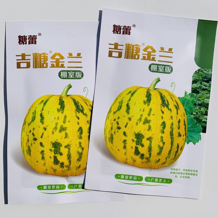 吉糖金兰杂交甜瓜种子苹果形大果绿肉干瓤极高糖  口感甜脆不裂瓜