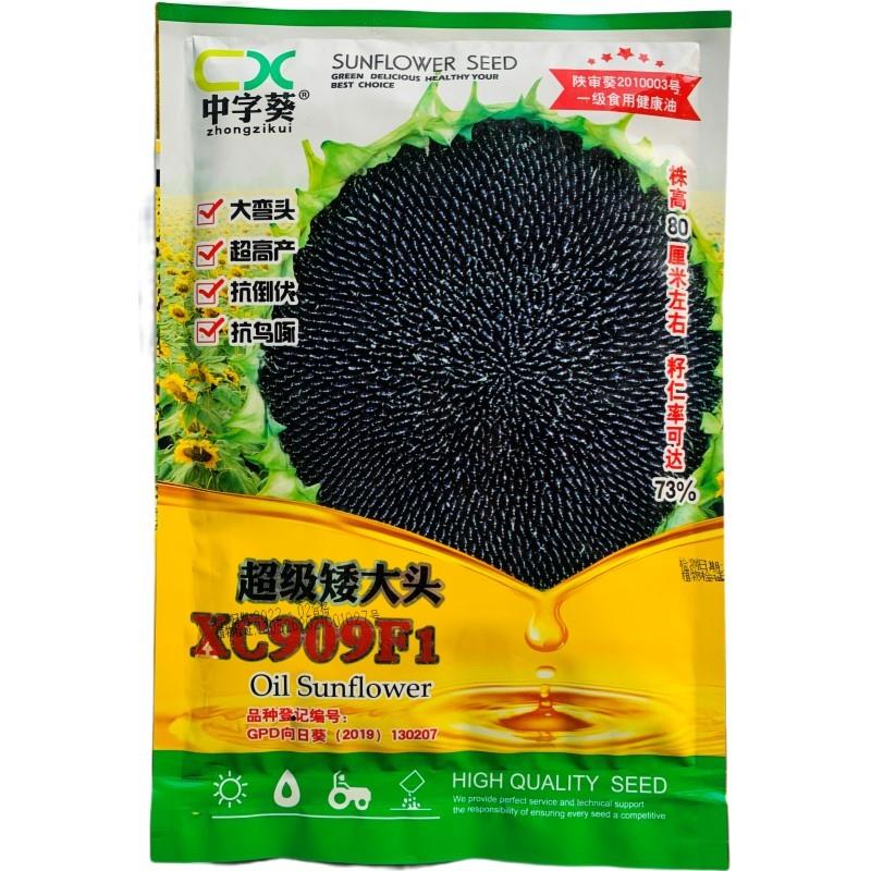 超级矮大头XC909油葵种子 高产大粒饱满观赏葵花瓜籽榨油向日葵孑