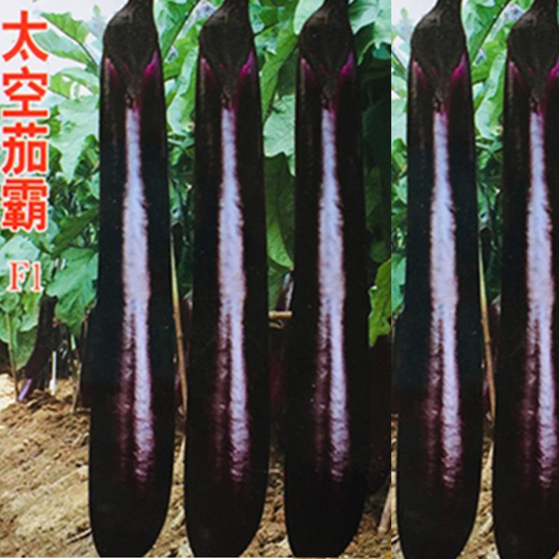 黑长茄种子特长线茄种籽黑茄子种籽高产太空茄霸蔬菜种孑籽春秋季