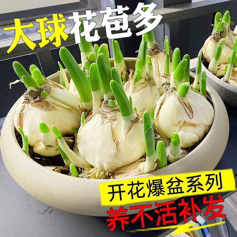 水仙花种球室内阳台水培水养水仙盆栽四季花卉冬天种耐寒植物种子,鲜花速递/花卉仿真/绿植园艺,造型盆景,淘宝优惠券,粉丝福利购,淘宝优惠卷