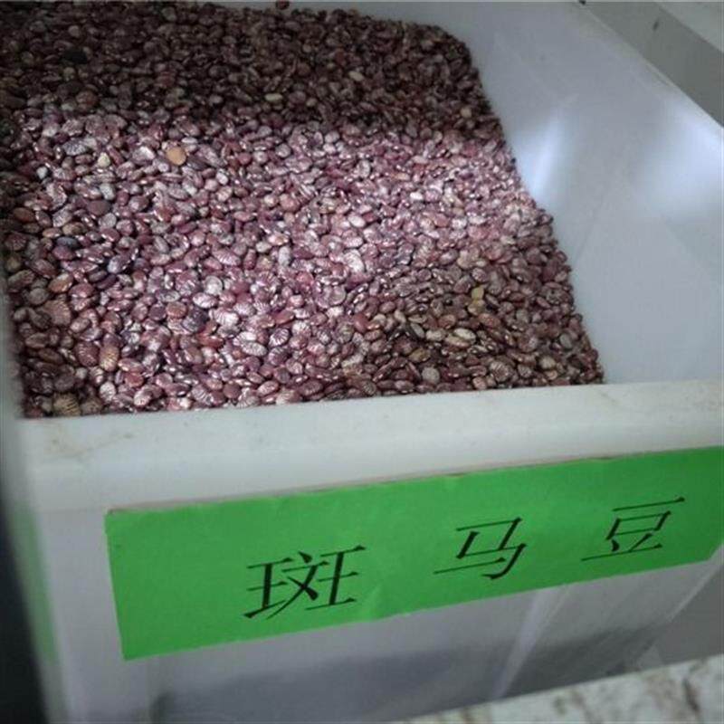 荷包豆种子皇帝豆斑马豆花芸豆种四季易种阳台庭院盆栽蔬种子