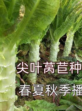 尖叶莴苣种子绿白皮莴笋种籽抗病抗高温南北方春季夏季秋季播