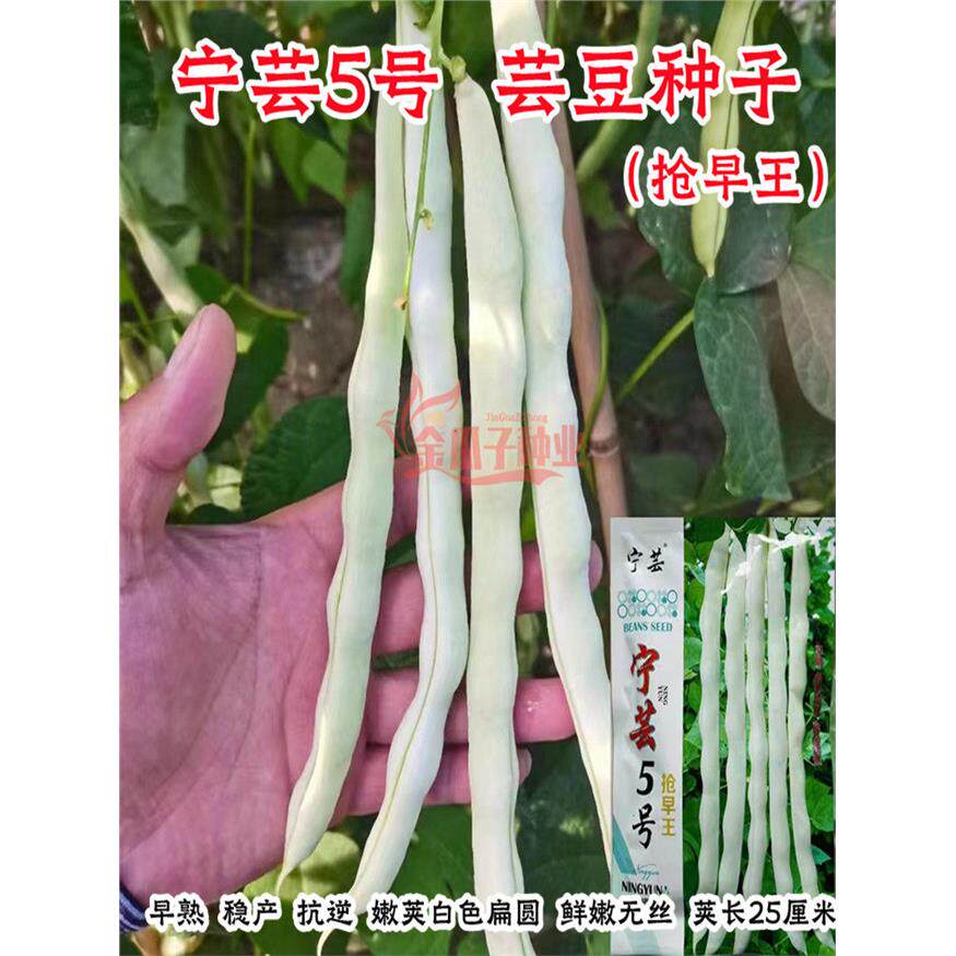 宁芸5号抢早王白芸豆种子