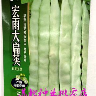 宏雨大扁荚白荚芸豆梅豆种子早熟嫩荚绿白宽扁四季豆架豆种籽春秋