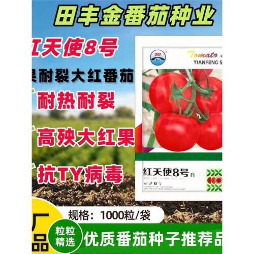 红天使8号大红番茄种子早