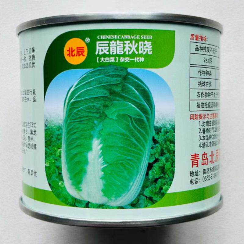 辰龙秋晓早熟大白菜种子