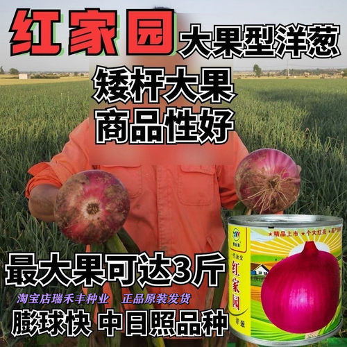 豫金蔬红家园中晚熟大果
