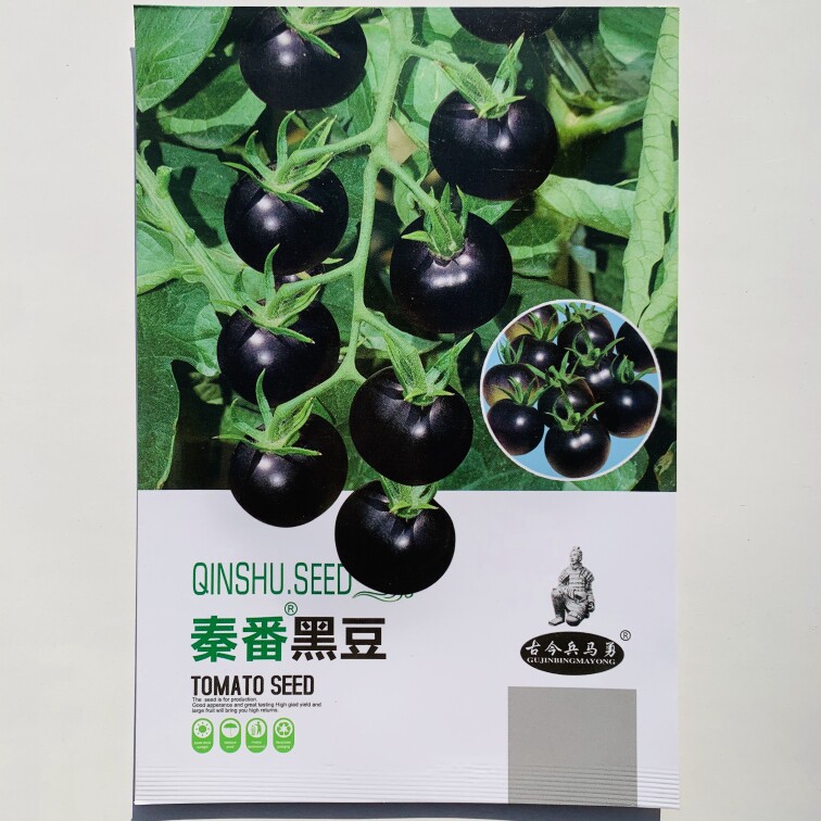 黑番茄种子特色西红柿黑色小番茄盆栽高产四季蔬菜水果种子苗