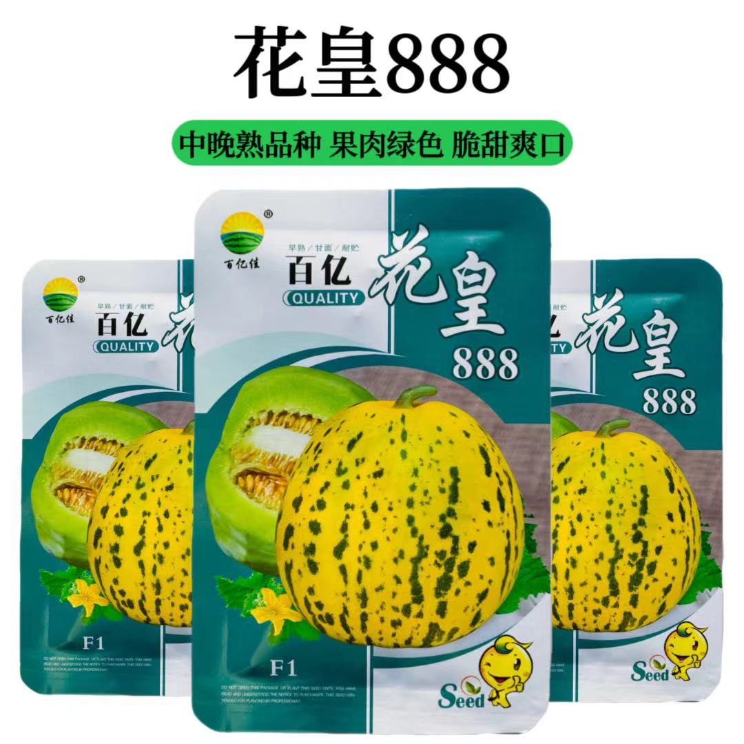 百亿花皇888中晚熟甜瓜种子薄皮脆甜每株可结6到8个果肉绿色甜瓜