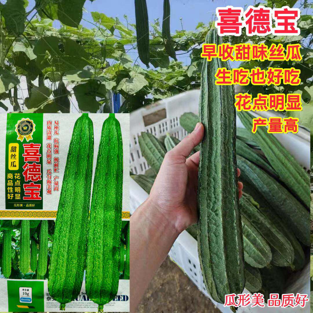 蔬菜瓜果丝瓜种子大全喜