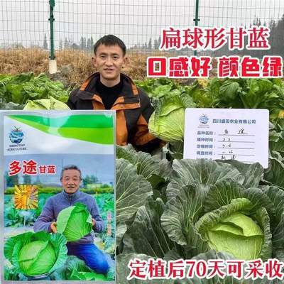 多途杂交甘蓝种子扁球型甘蓝品种颜色鲜绿商品性好口感好产量高