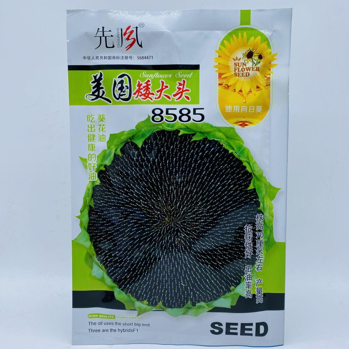 美国矮大头8585葵花种子高产耐旱耐低温耐盐碱抗倒伏葵花种子