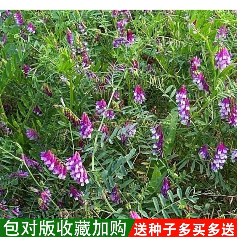 红花苕子种籽毛苕子箭舌豌豆绿肥种子饲料作物北方猪牛羊牧草耐寒