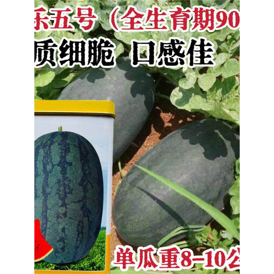 科乐五号超甜西瓜种子高
