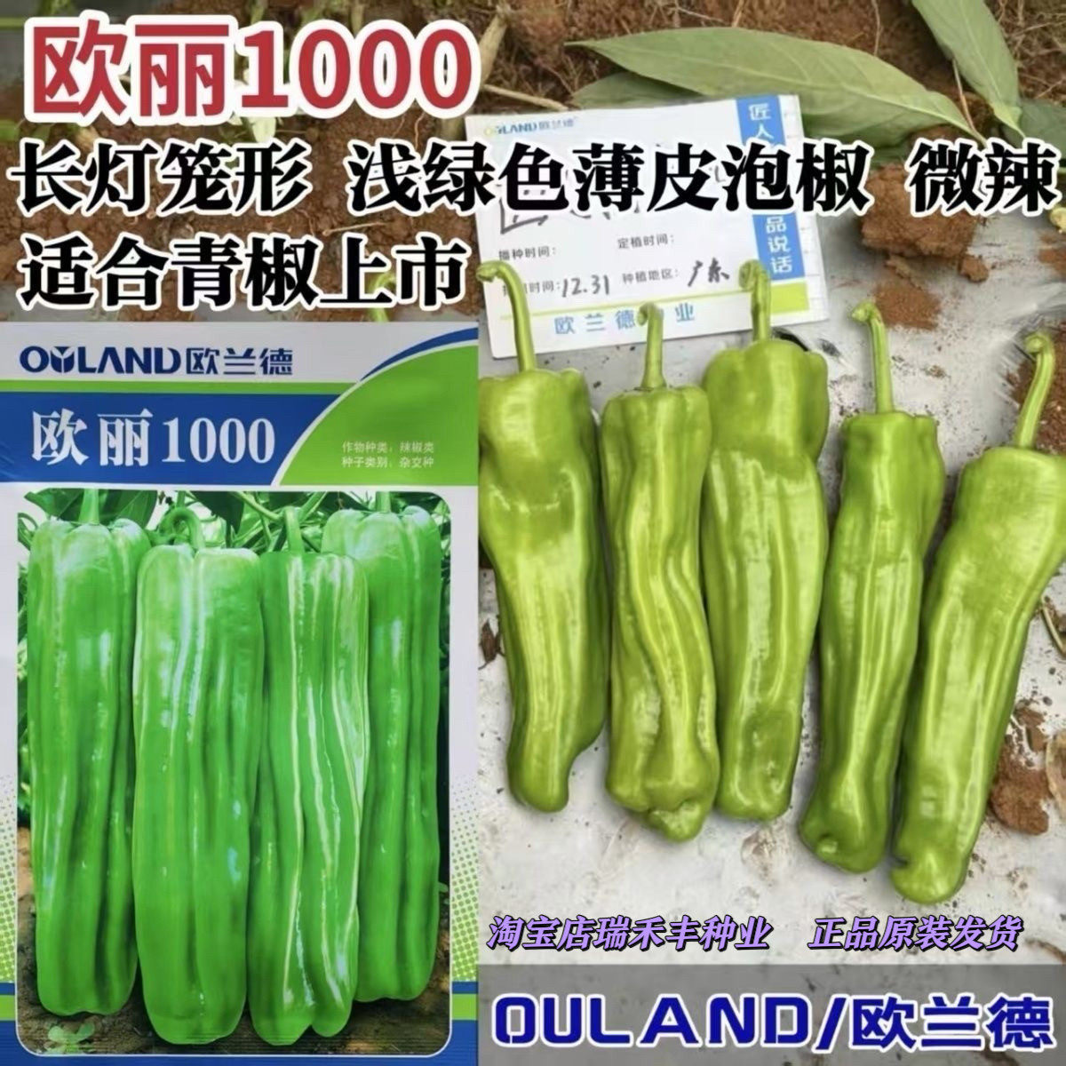 欧丽1薄皮椒种子欧兰德竖