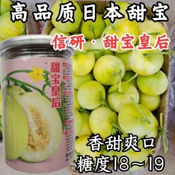 【只卖】高端日本甜宝皇后香瓜种子信研香瓜种籽香甜酥脆高糖