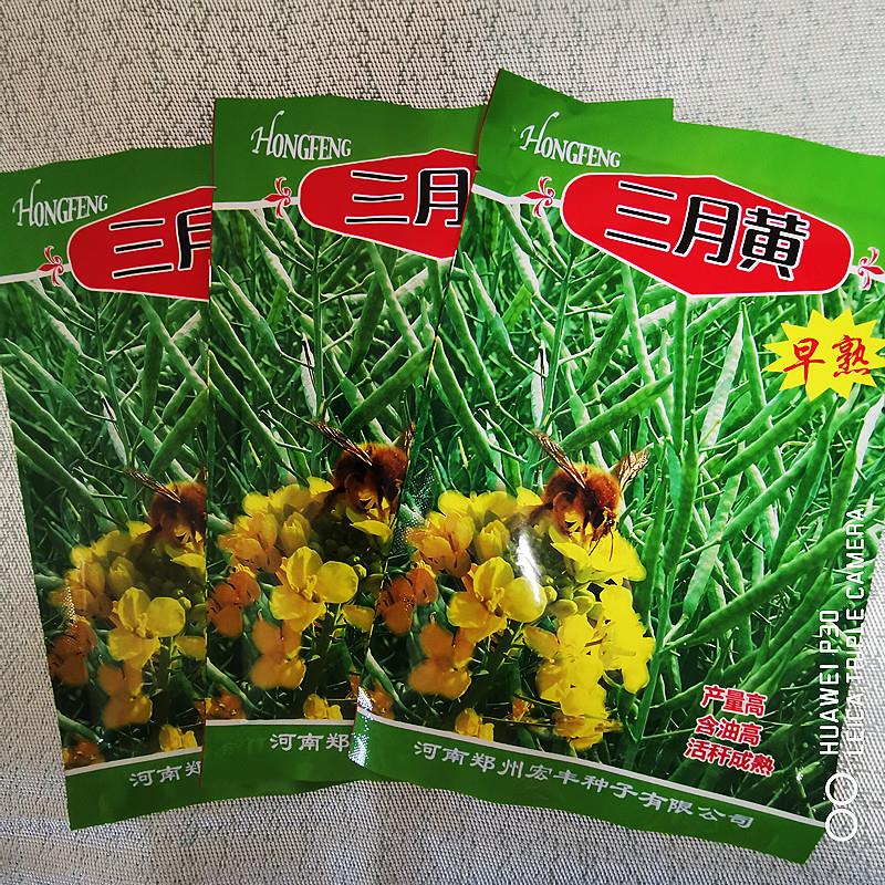 油菜种子大全丰油737秦油2号早熟100天黄金三月黄油菜籽农家秋季