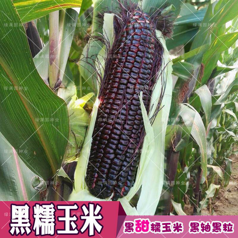 黑糯6号4号黑玉米种子 鲜食甜糯非转基因 高产粘玉米四季春播包邮