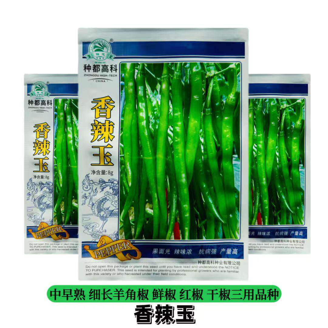 香辣玉辣椒种子中早熟细