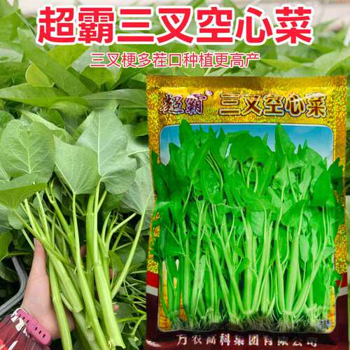 福州超霸三叉空心菜种子