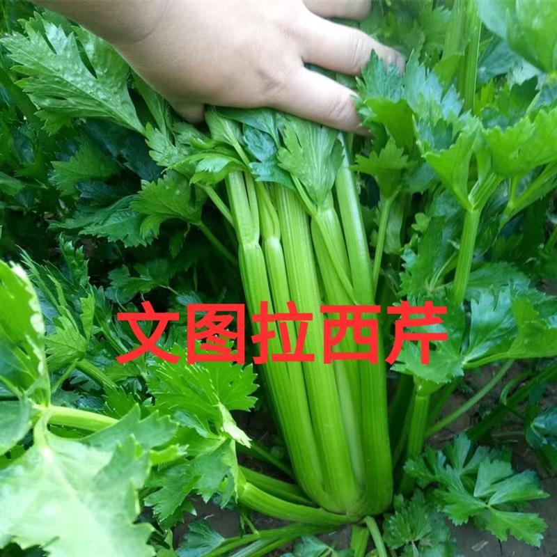 进口文图拉芹菜种子中早熟高产西芹籽耐寒耐热不抽苔抗病四季蔬菜