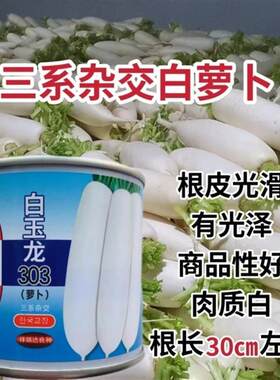 韩国引进一代杂交白萝卜种子白玉龙303萝卜种籽根皮光滑白色萝卜