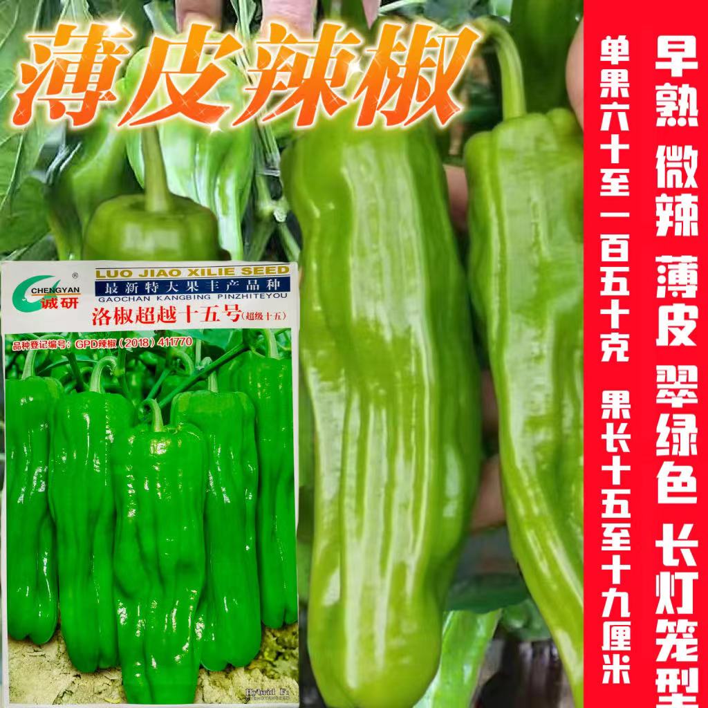 诚研洛椒超越十五号薄皮辣椒种子籽超级十五15杂交薄皮椒种子