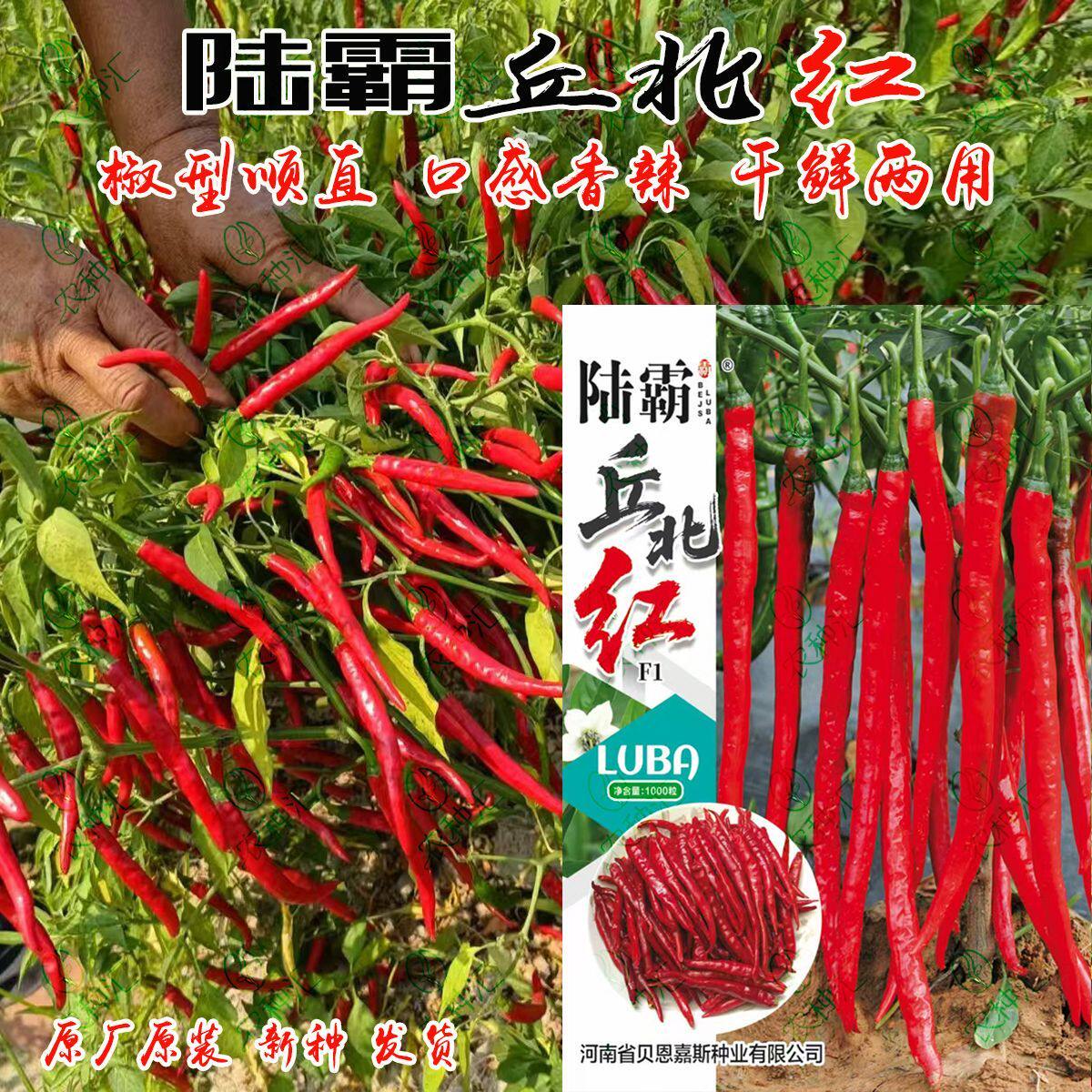 陆霸丘北红辣椒种子早熟