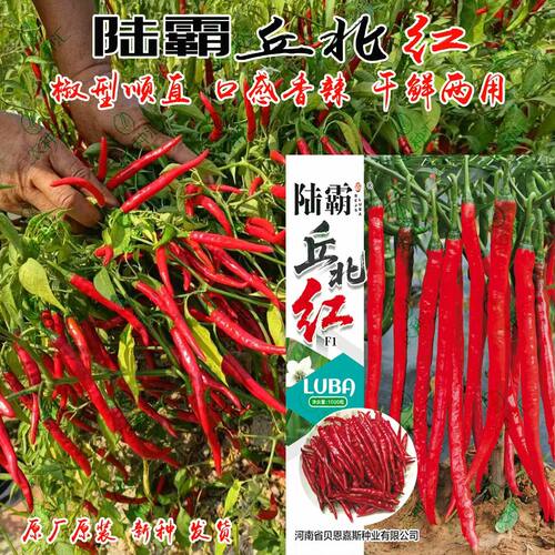 陆霸丘北红辣椒种子早熟