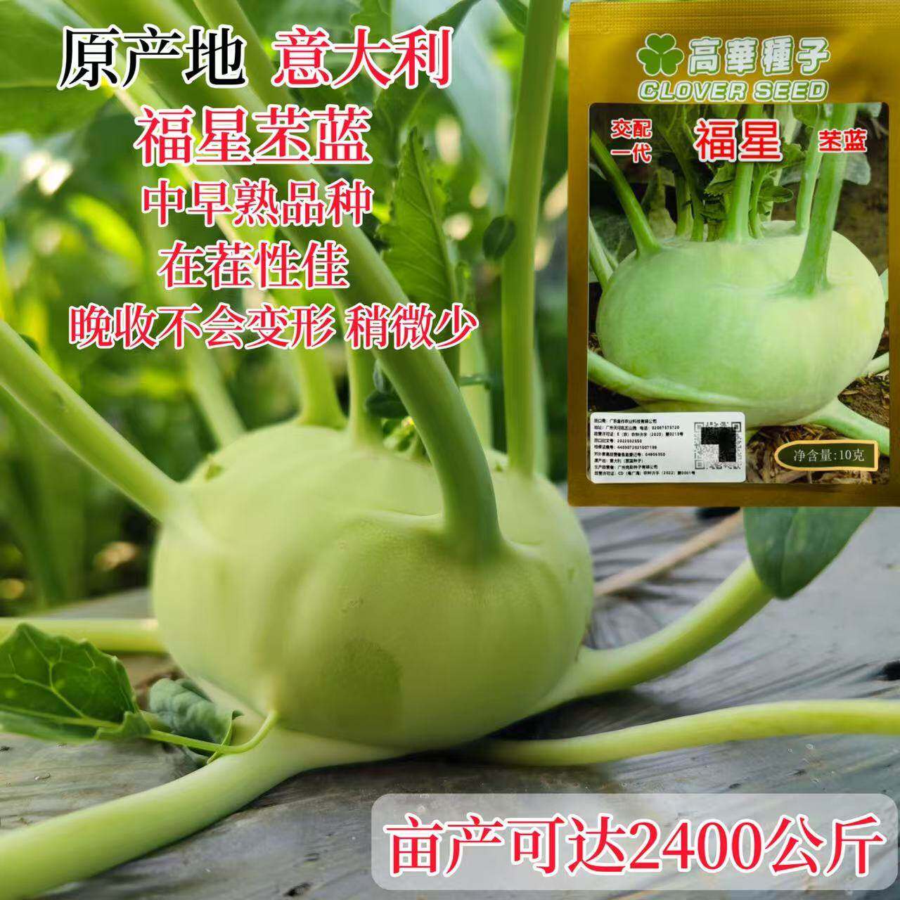 福星苤兰种子青籽高产菜