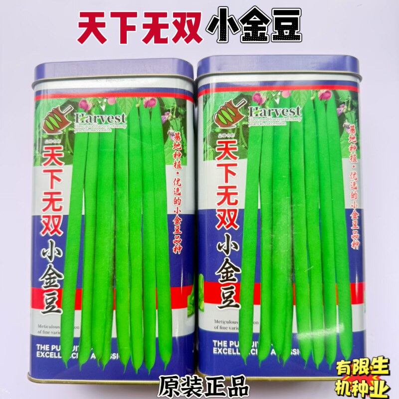 天下无双小金豆种子四季