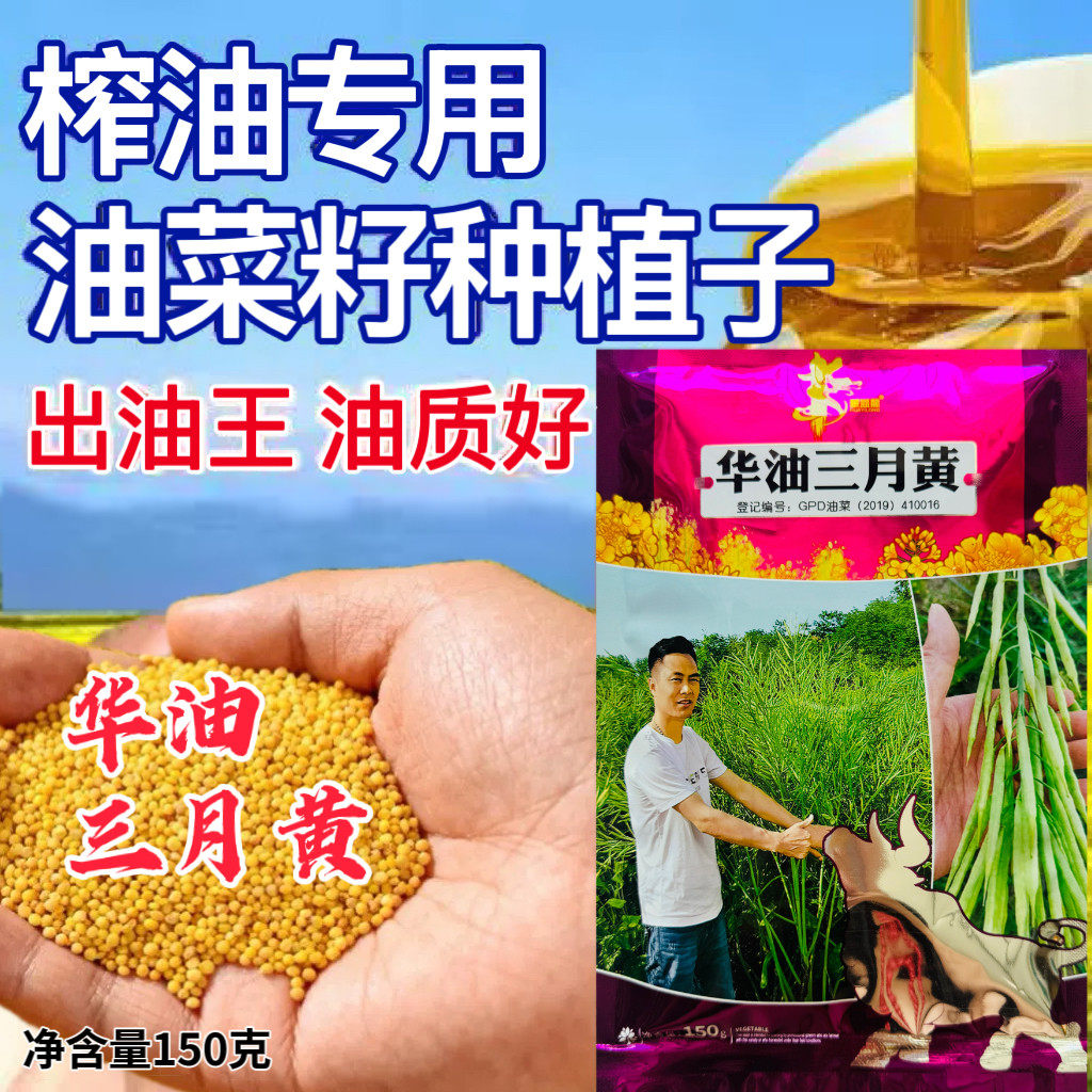 华油三月黄油菜籽种一碗