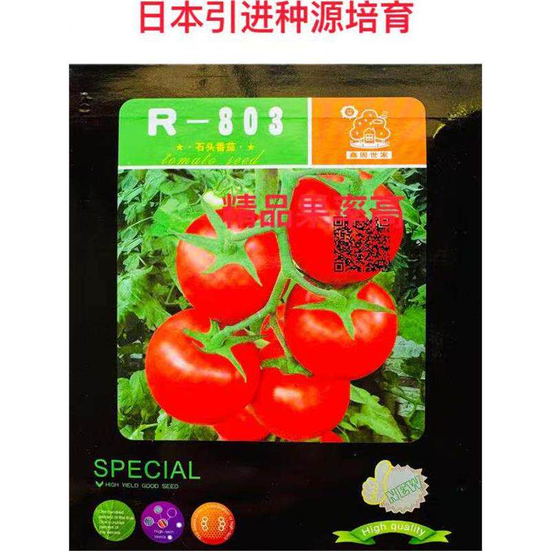 R-803西红柿种子日本引进