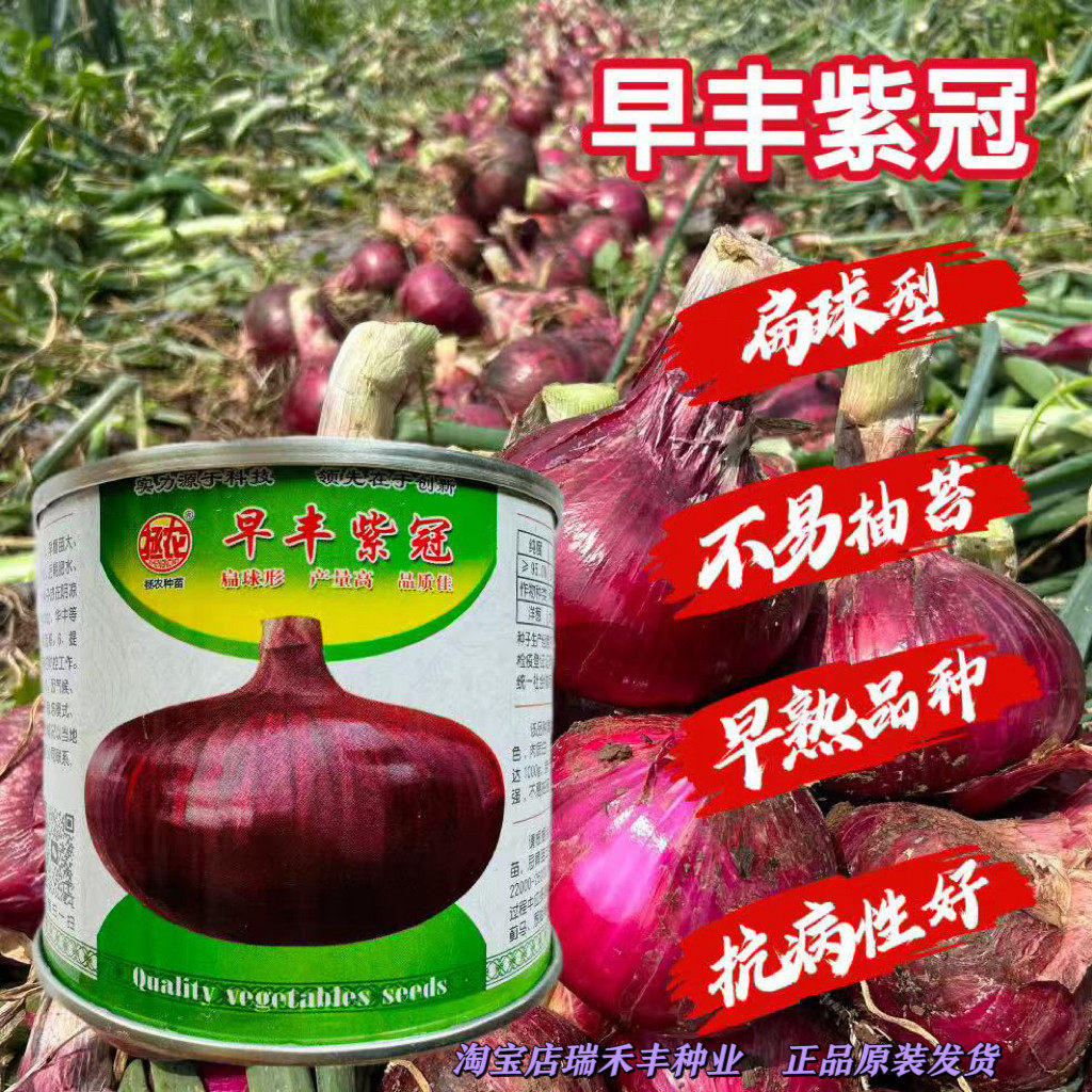早丰紫冠紫皮洋葱种子早