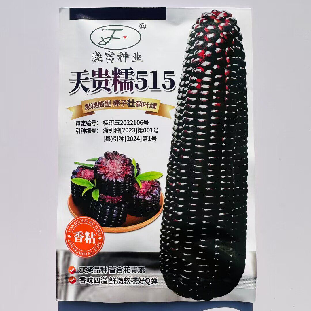 晓富天贵糯515紫黑糯玉米