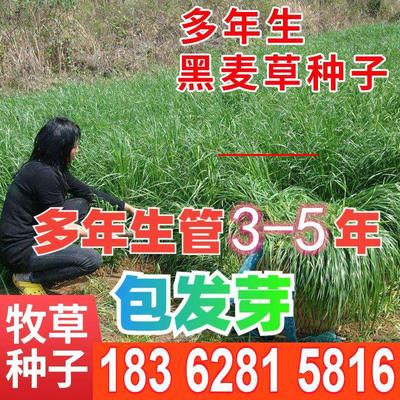 黑麦草台湾甜象草种子养殖牧草种子畜牧多年生牧草牛羊饲料草种