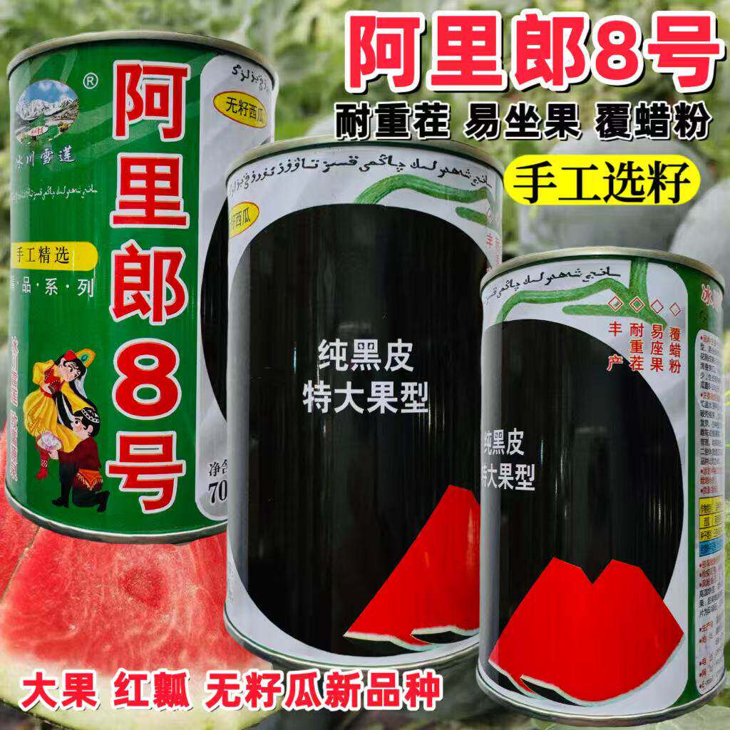 阿里郎8号黑皮无籽西瓜种