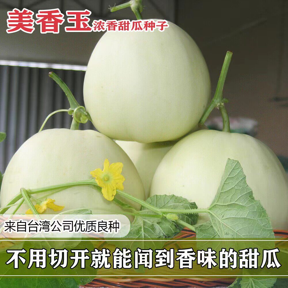 美香玉白皮甜瓜种子早高