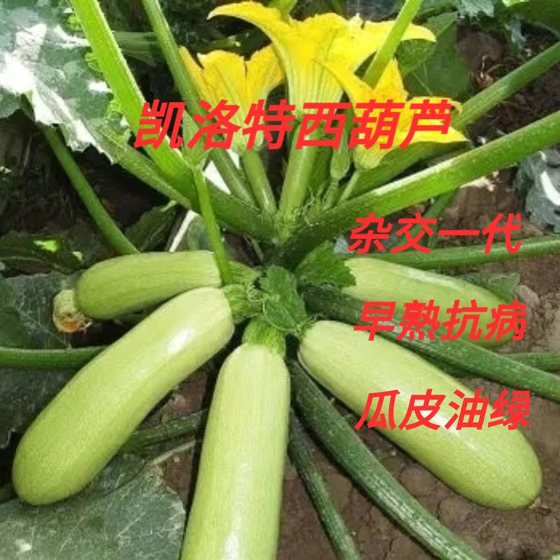 凯洛特葫芦种子 耐寒高产西胡芦温室秋延冬春早春茬越冬茬种籽孑