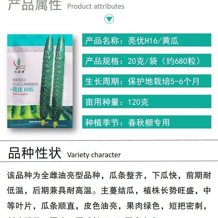 亮优H16黄瓜种子全雌油亮春季秋大棚高产绿肉青瓜黄瓜籽短把密刺