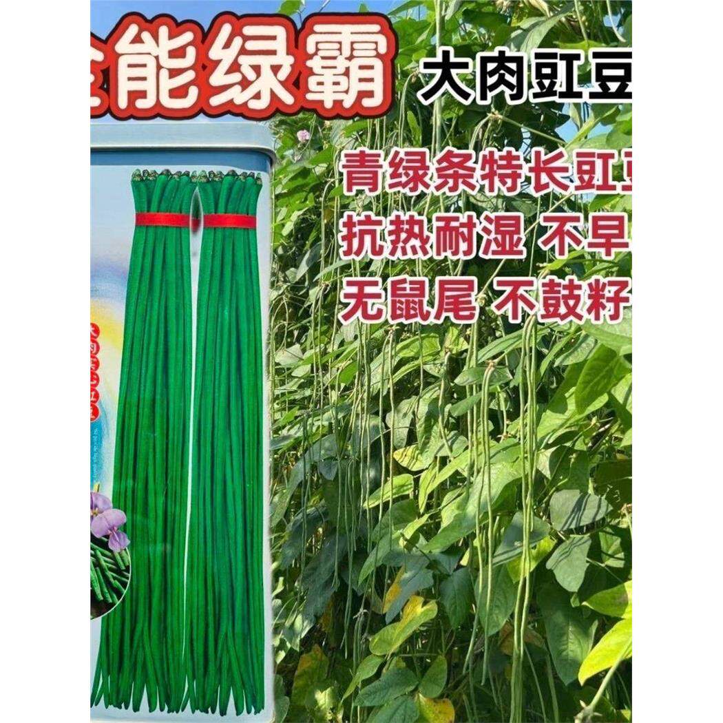慕兰多全能绿霸长豆角种